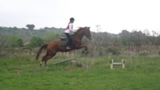 Saut d obstacle Herault